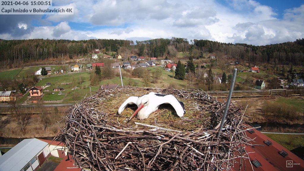 K obraně hnízda vždy připraven!