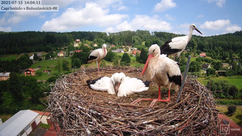 Rodičovské vzory